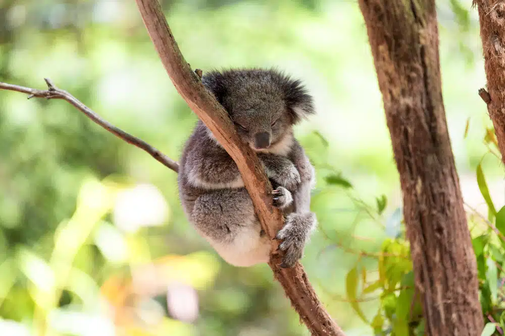 Is It Worth Waiting for Australian Immigration Rule Changes?