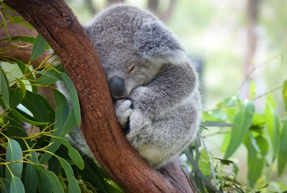 Why New Zealanders Moving Abroad Are Choosing Australia